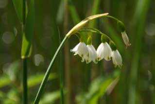 Leucojum aestivum Zomerklokje bestellen